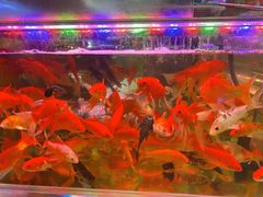 -双季花艺园艺市场(浦东店)