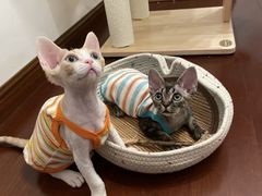 -山宅一喵德文卷毛猫舍