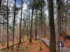 -五营红松林海景区