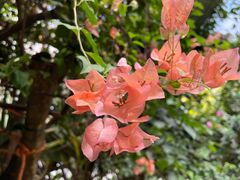 -呀路古热带植物园