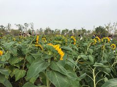 -瑶湖郊野森林公园