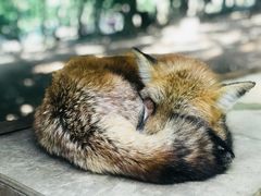 -宫城藏王狐狸村