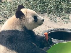 -石家庄市动物园