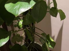 -淳SPA·精油按摩(蓝海御华大饭店)