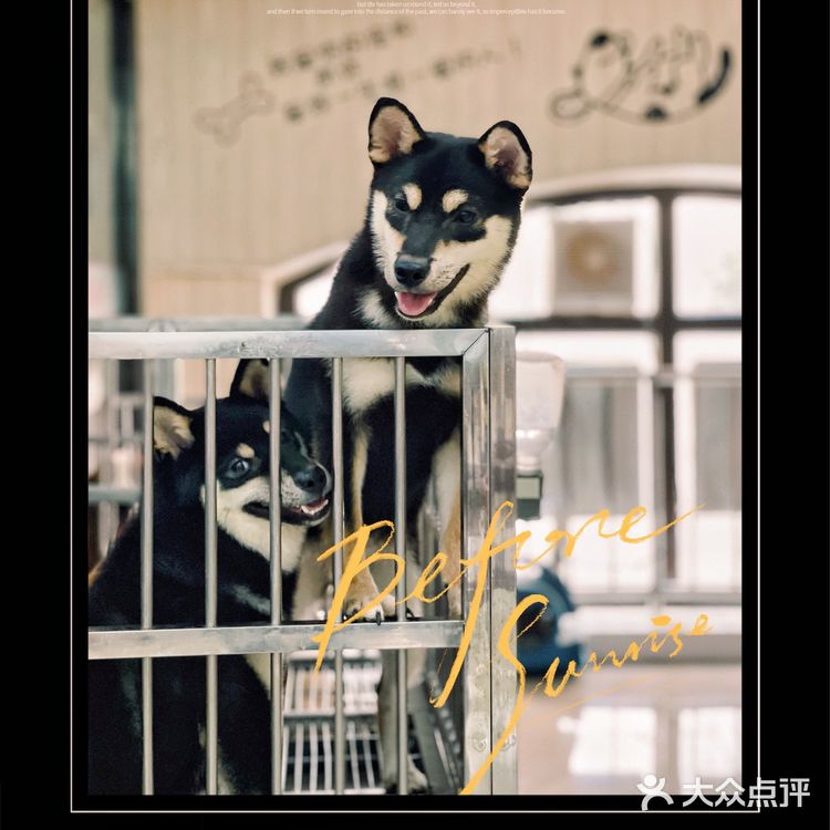 天津探店|唯爱宠物·猫狗专卖（河西店）