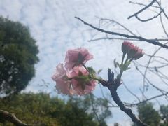 -南山植物园