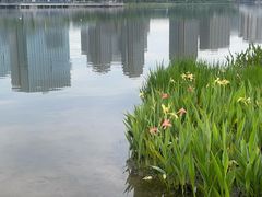 -金沙湖公园