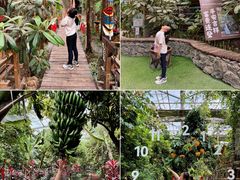 -呀路古热带植物园