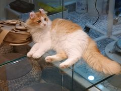 -momokira米努特·德文卷毛猫·棉花面纱犬