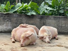 -海南热带野生动植物园