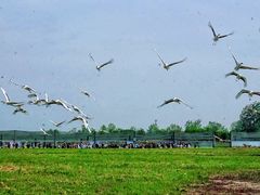 -盐城丹顶鹤湿地生态旅游区