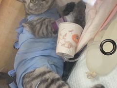 -美联众合动物医院·24h京西诊疗中心