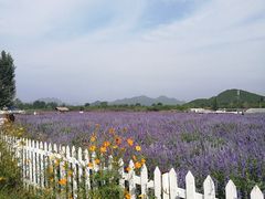 -北京东方普罗旺斯薰衣草庄园