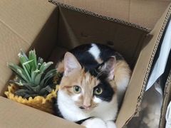 -爱妮康宠物医院·干细胞免疫细胞·肿瘤·心脏(张江店)