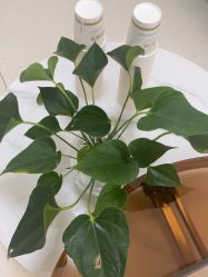 -薇兰专业脱毛连锁机构