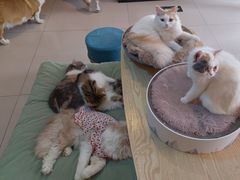 -平行世界·猫咖(首经贸店)