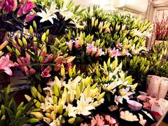 -曲阳花鸟市场(曲阳路店)