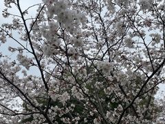 -顾村公园