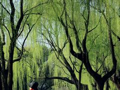-柳浪闻莺公园