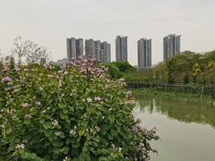 -广东花都湖国家湿地公园
