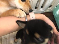 -柯斗斗主题餐厅·狗咖·围炉煮茶·茶饮(国瑞升平里店)