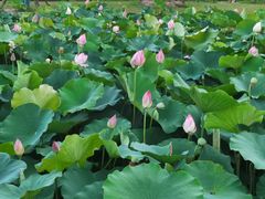 -梁鸿国家湿地公园