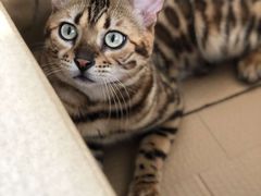 -猫小院猫主题咖啡厅(北锣店)