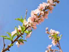 -深圳市中科院仙湖植物园