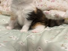 -珠海悠米米努特矮脚猫舍