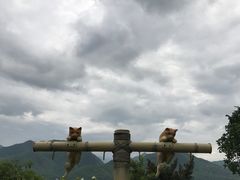 -大树秋千