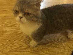 -萌喵宠狗爱心宠咖