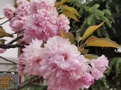 -洛阳白马寺