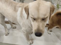 -共舞时光猫咖·狗咖(新街口店)