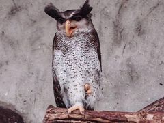 -吉隆坡雀鸟公园
