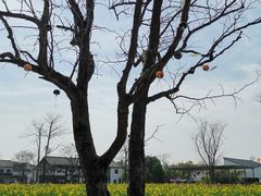 -田园东方蜜桃村的田野营地