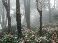 -梧桐山风景名胜区
