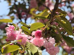 -合肥滨湖国家森林公园