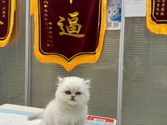 -美美宠物诊疗中心·异宠·骨科(滨江东信分院)