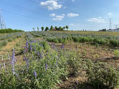 -紫颐香薰山谷景区