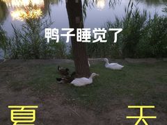 -天津水上公园