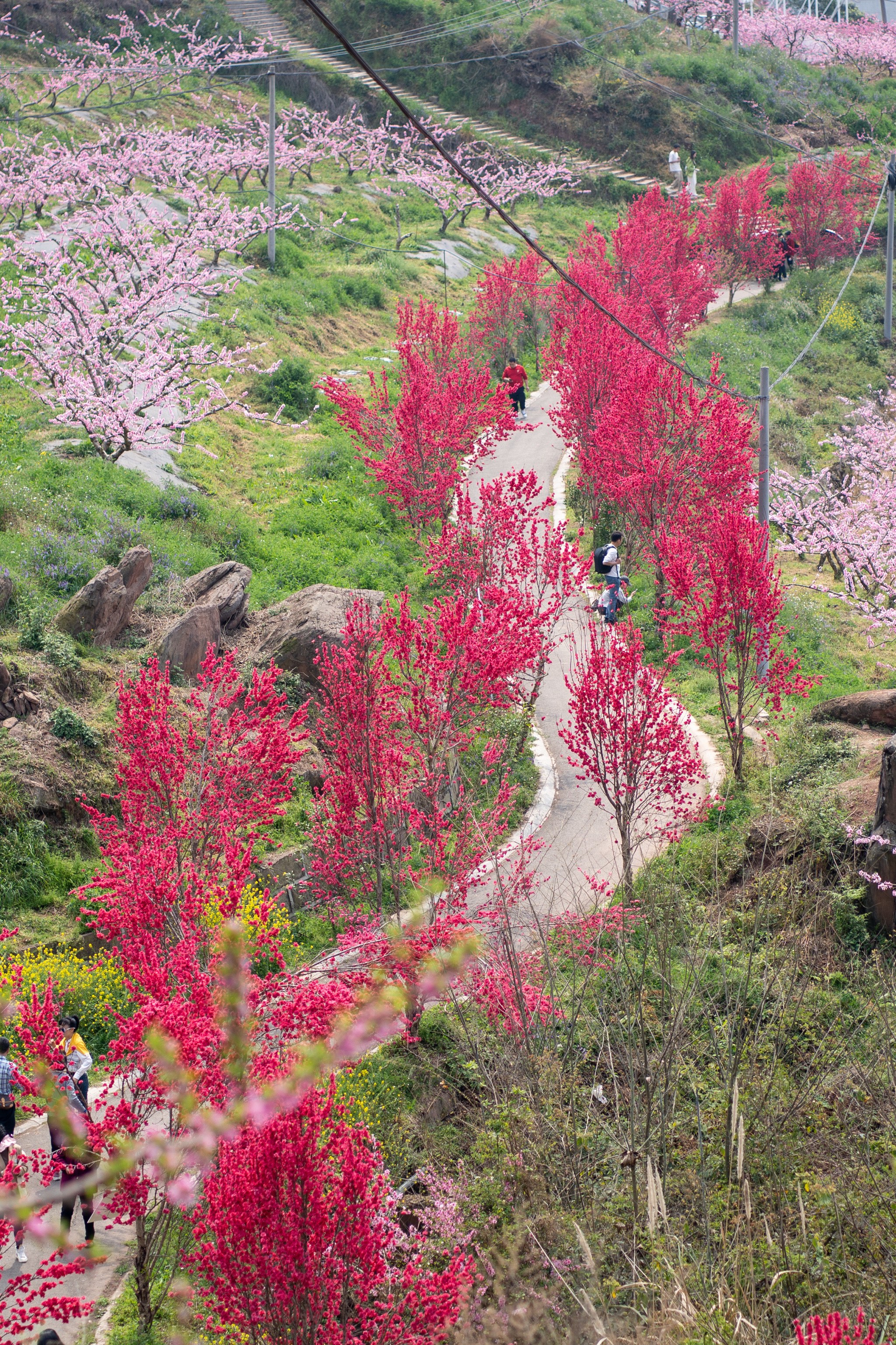 成都龙泉桃花图片