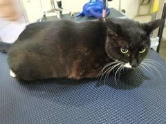 -暖阳宠物医院·犬猫康复中心·骨科