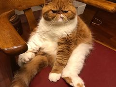 -东方名猫馆·英短金渐层布偶猫舍(环线广场1号楼店)