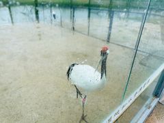 -盐城丹顶鹤湿地生态旅游区