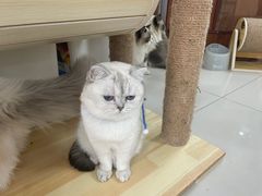 -鼓捣猫呢主题猫咖店