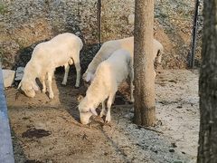 -合肥滨湖国家森林公园