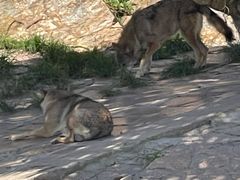 -西霞口神雕山野生动物世界