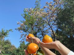 -北京西山国家森林公园