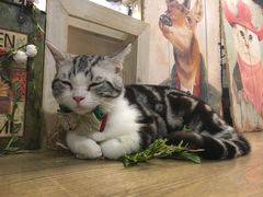 -共舞时光猫咖·狗咖(新街口店)