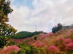 -新建村梅花